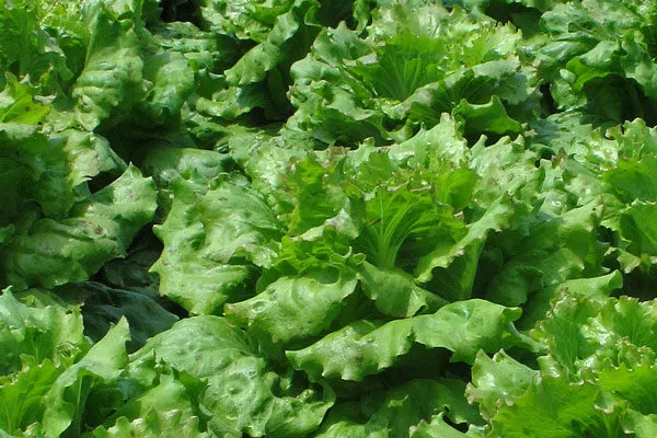 Lechugas en el huerto
