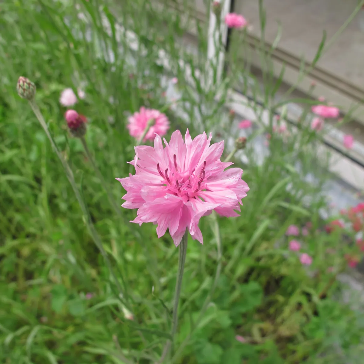 Rosa Kornblume 'Pink Ball' (Centaurea cyanus) Samen