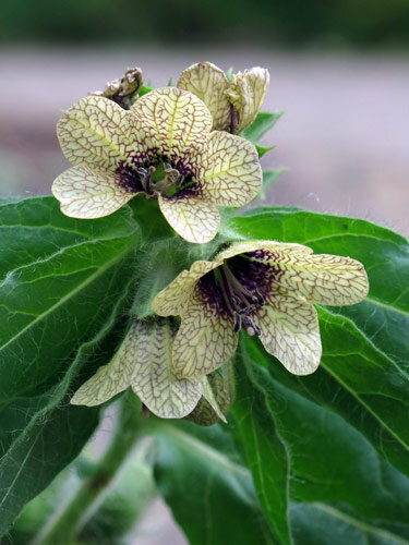 Beleño negro (Hyoscyamus niger) con flores amarillentas de venas violetas