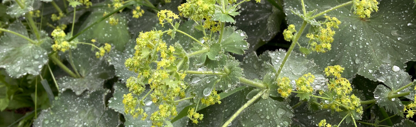 Alquemila en flor