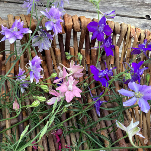 Espuela de caballero silvestre con flores violetas, lilas y rosas sobre una cesta de mimbre
