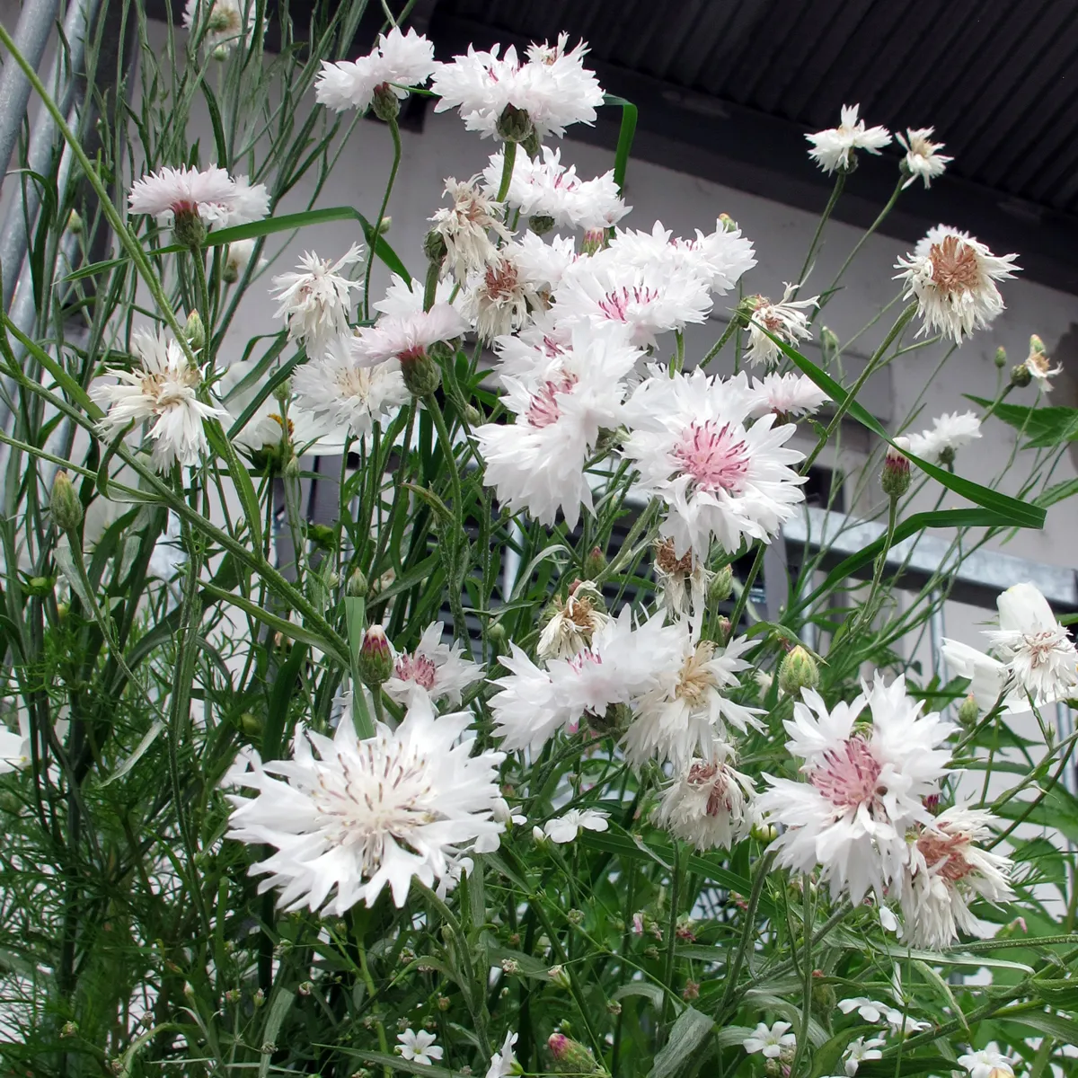 Weisse Kornblume 'White Ball' (Centaurea cyanus) Samen