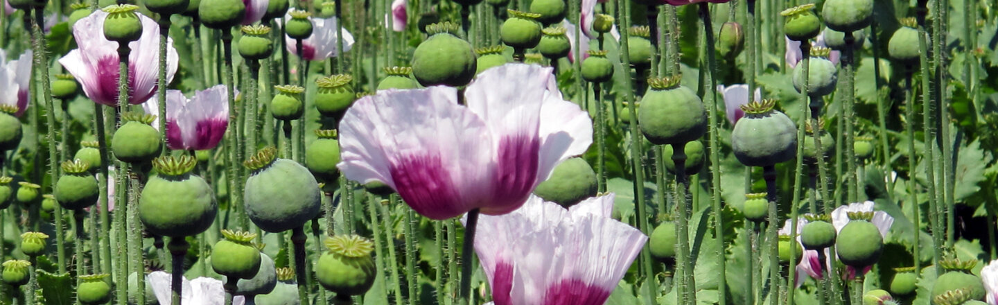 Campo de amapolas