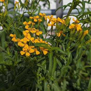 Yauhtli (Tagetes lucida) con pequeñas flores amarillo dorado