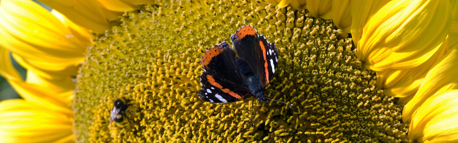 Detalle de una flor de girasol con una mariposa y una abeja