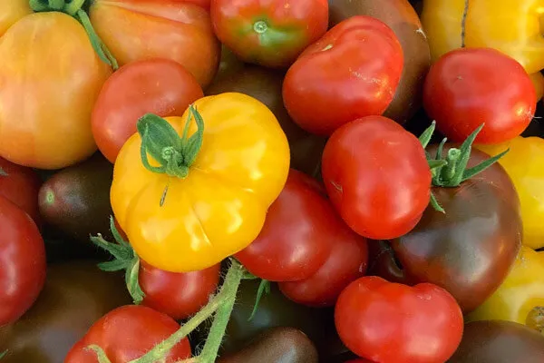 Tomates rojos y amarillos