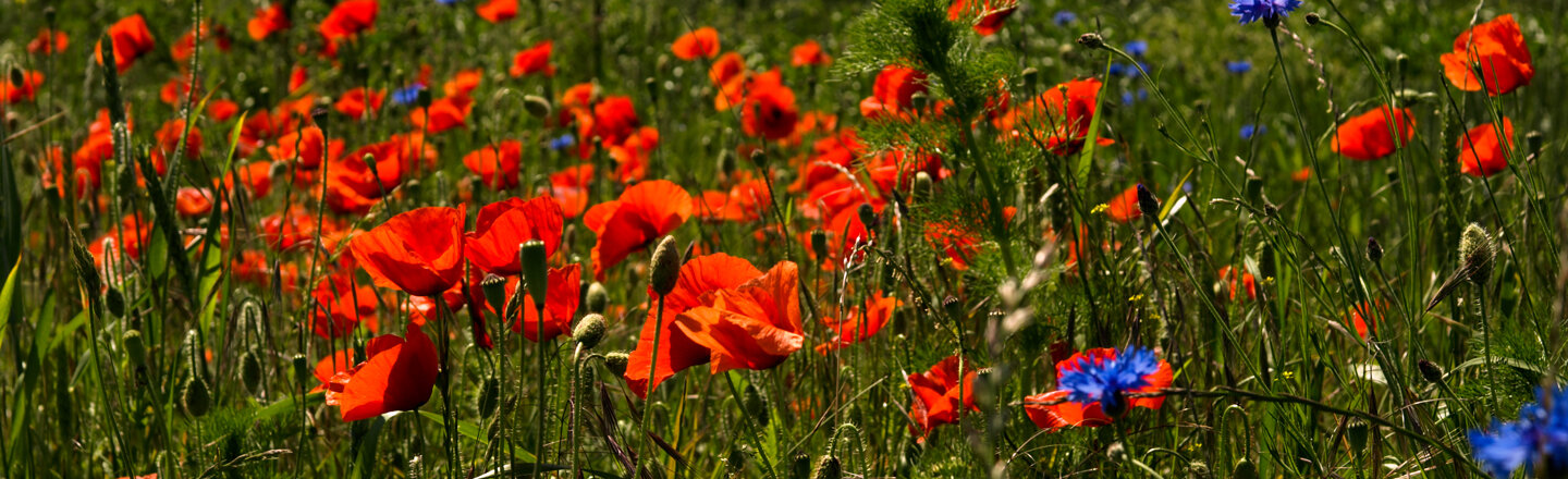 Prado de amapolas