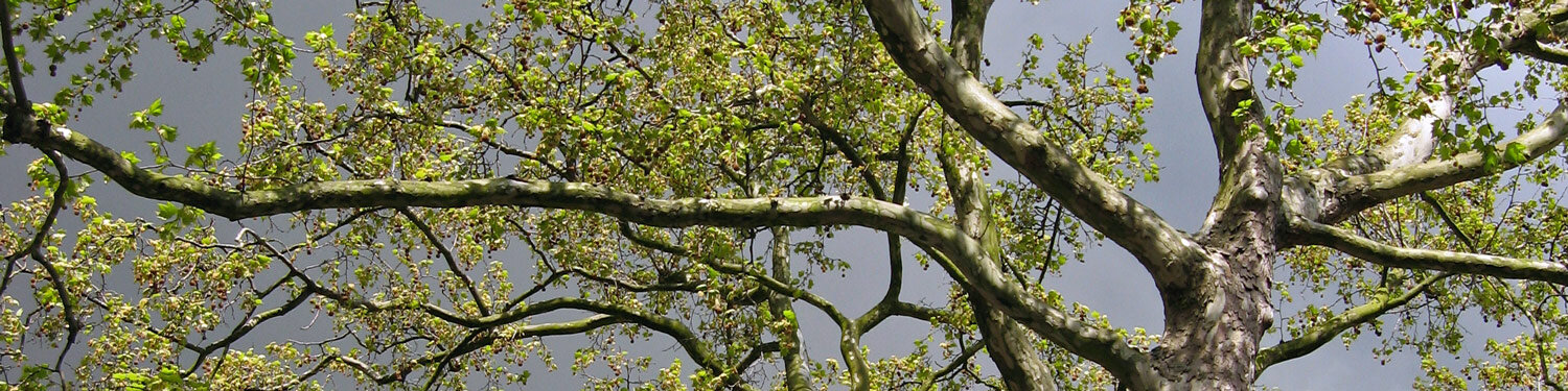 Vista de la copa de un árbol