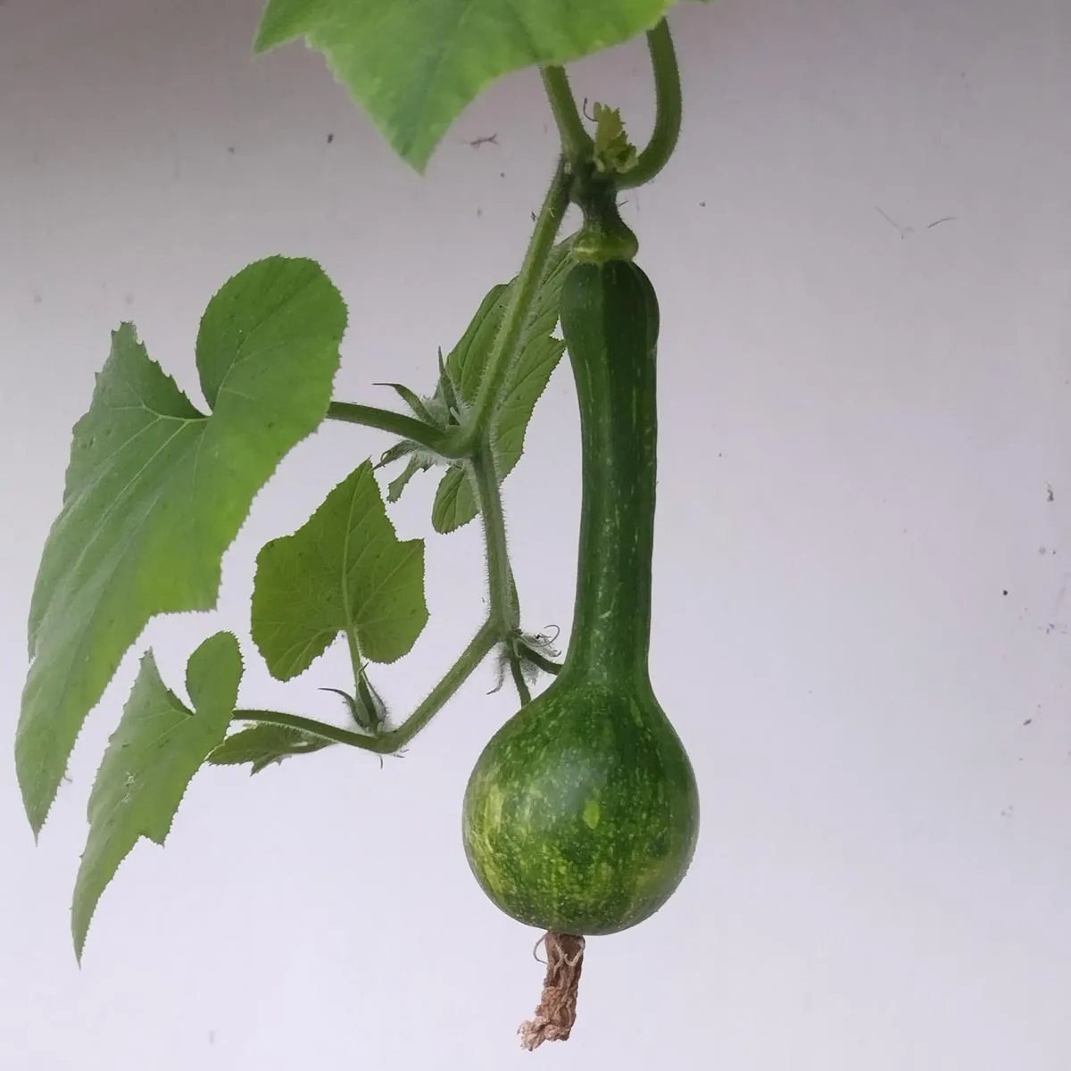 Butternut-Kürbis 'Waltham Butternut' (Cucurbita moschata) Samen