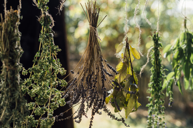 Manojos de hierbas aromáticas, entre ellas lavanda, colgados boca abajo para secarse