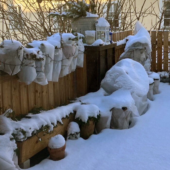 Plantas en maceta y jardinera envueltas en velo agrícola junto a la valla de un balcón nevado