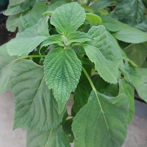 Planta joven de chía mexicana (Salvia hispanica) con hojas dentadas