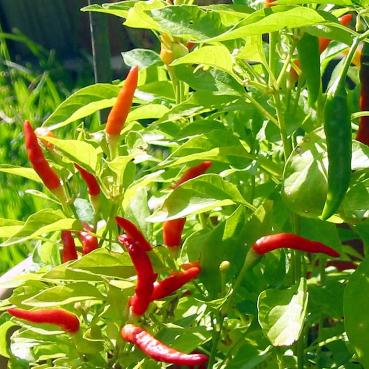 Chilistrauch 'Malagueta' (Capsicum frutescens) Samen