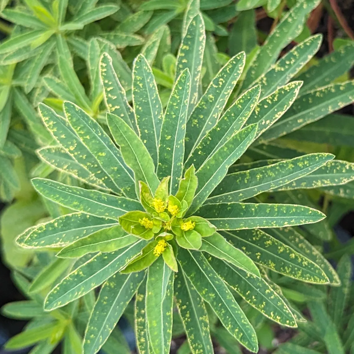 Gold-Wolfsmilch (Euphorbia epithymoides syn. polychroma) Samen