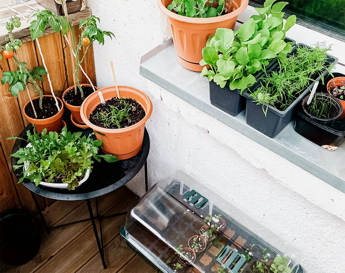 Semillas de hortalizas para balcón