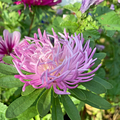 Aster de China (Callistephus chinensis) con pétalos rosados finos