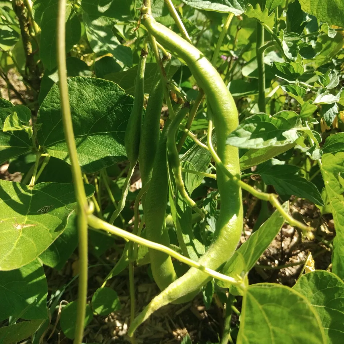 Griechische Riesenbohnen 'Gigantes' (Phaseolus coccineus) Samen