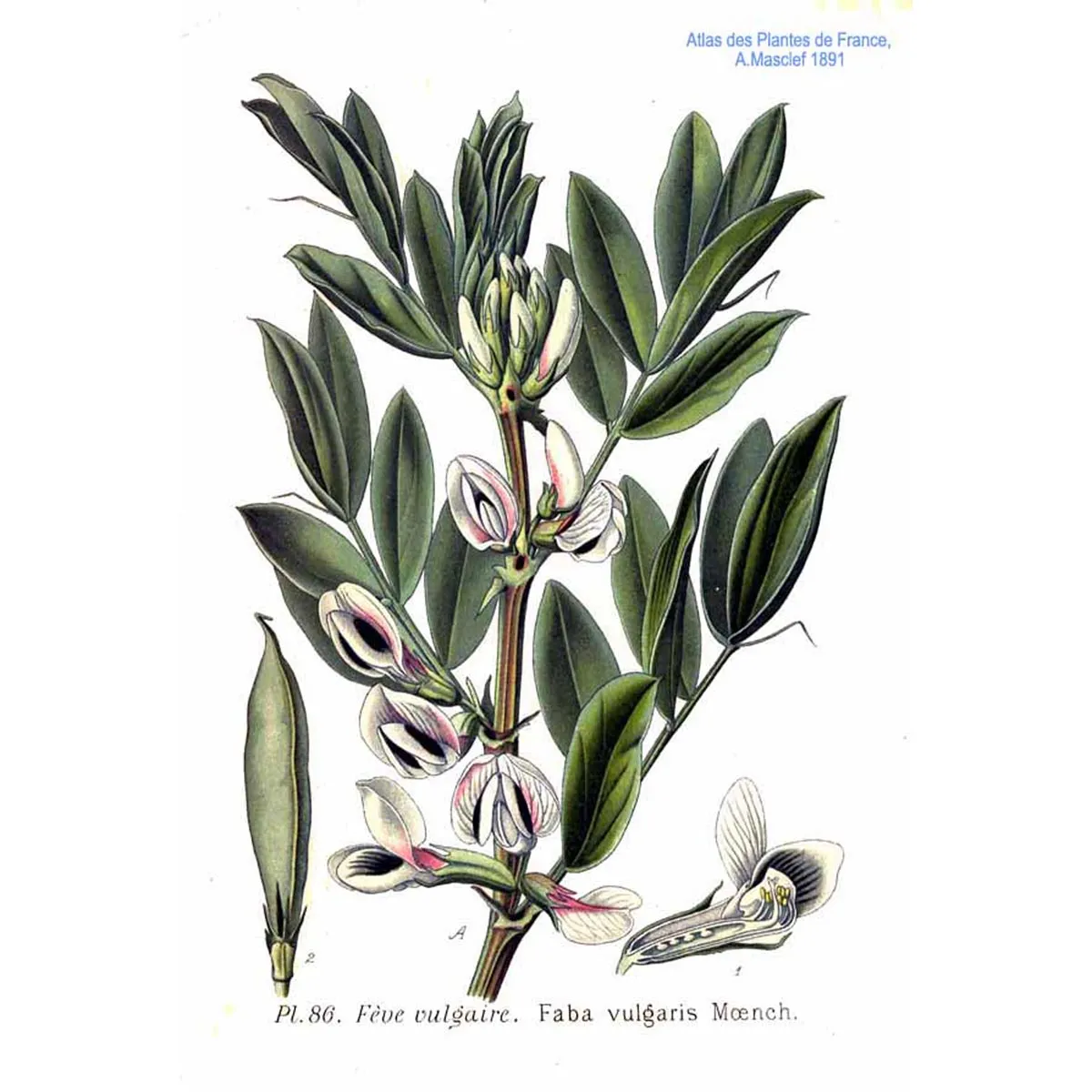 Puffbohne / Dicke Bohne 'Hangdown' (Vicia faba) Bio Saatgut