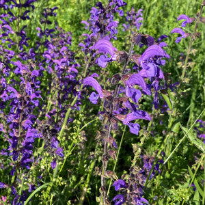 Gallocresta (Salvia pratensis) semillas