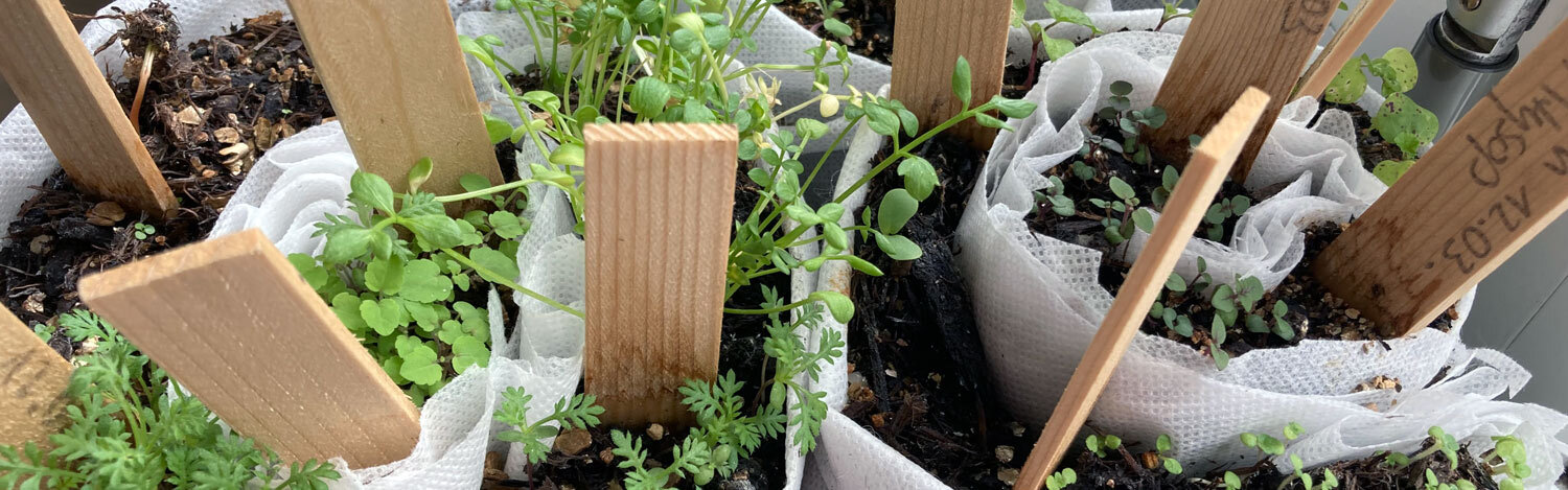 Siembra en rollo: plantones en vellón enrollado con etiquetas de madera