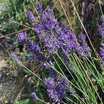 Lavanda con espigas de flores violetas en tallos largos