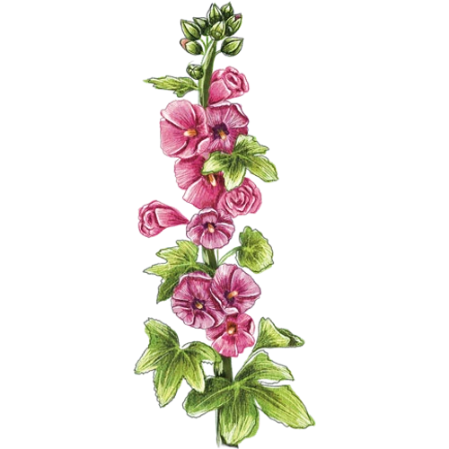 Malva real