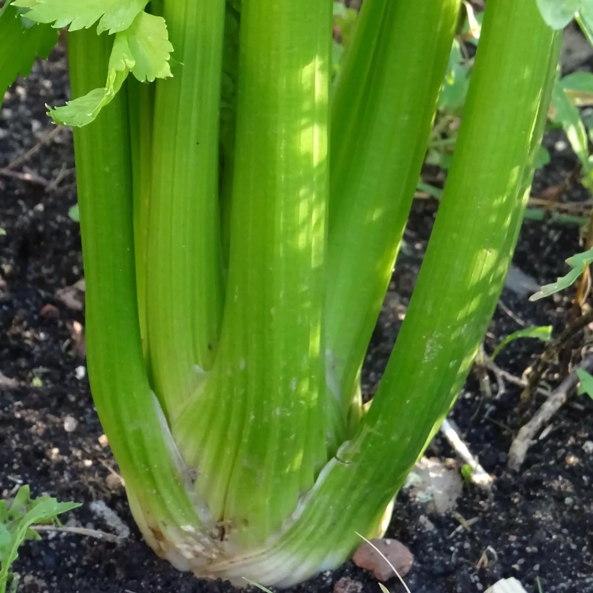 Stangensellerie 'Green Utah' (Apium graveolens) Samen