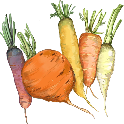 Zanahorias
