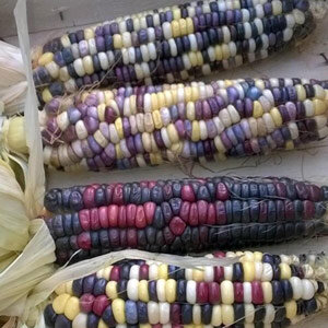 Maíz dulce multicolor 'Rainbow Inka' (Zea mays), mazorcas con granos de muchos colores