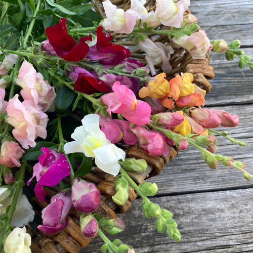 Bocas de dragón recién cortadas en rosa, blanco, rojo y naranja sobre una cesta de mimbre