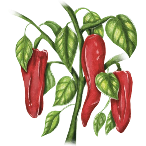 Pimientos