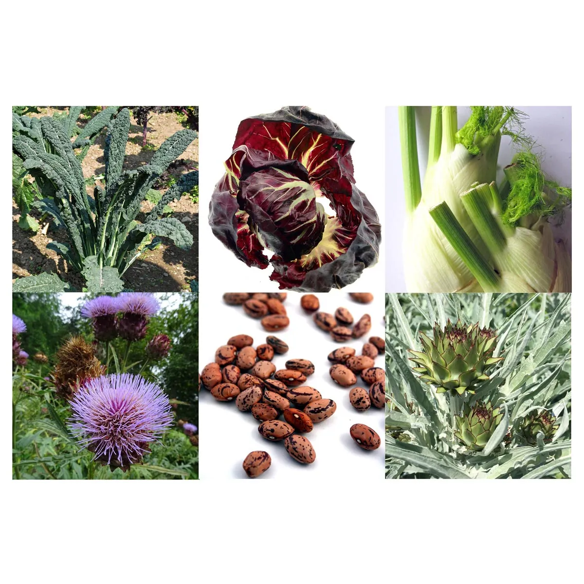 Alte italienische Gemüsesorten (Bio) - Samenset