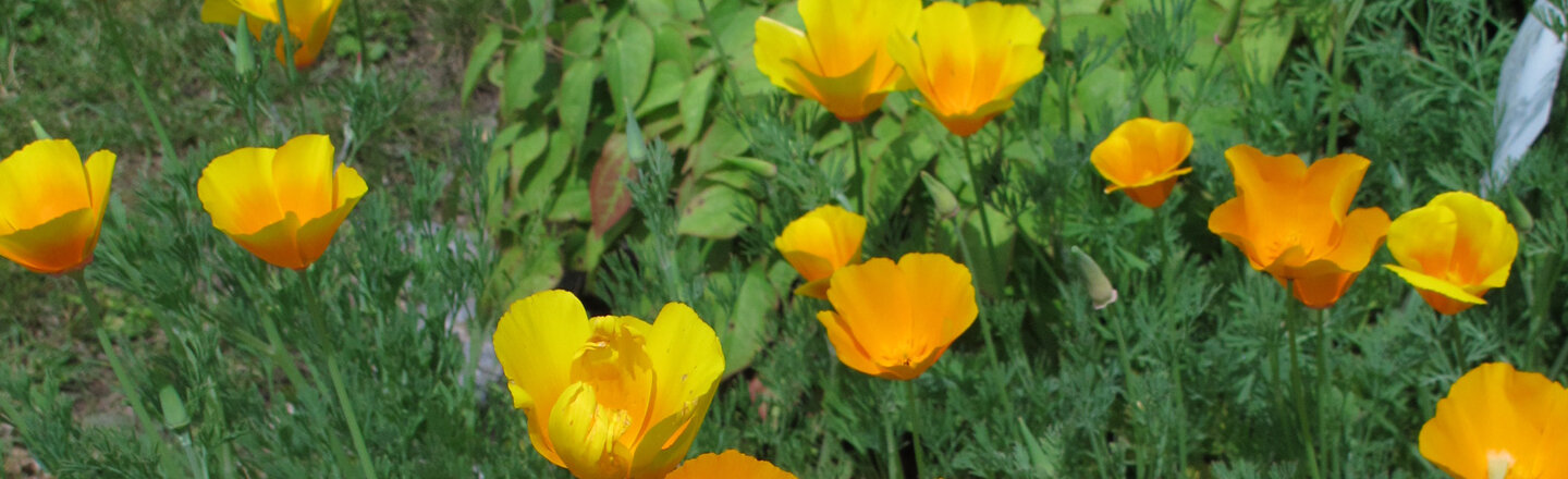 Amapola de California (Eschscholzia californica) en flor amarilla y naranja