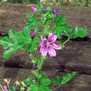 Malva con flores rosa violáceo con vetas delante de un banco de madera