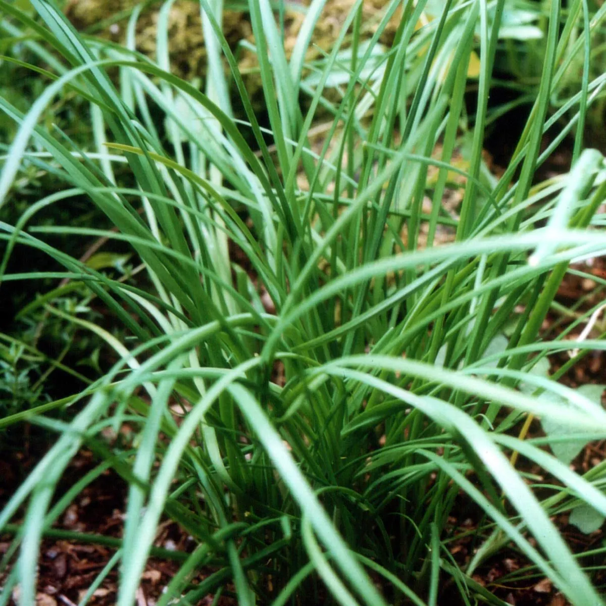 Chinesischer Schnittlauch (Allium odorum) Samen