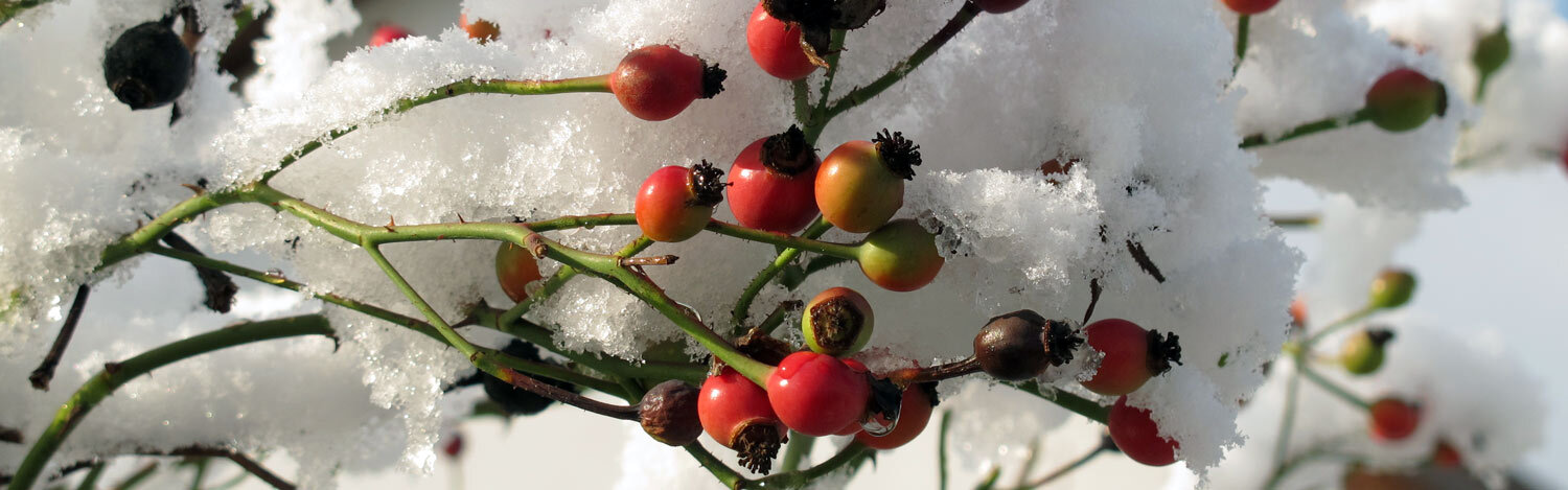 Escaramujos rojos en las ramas, cubiertos de nieve