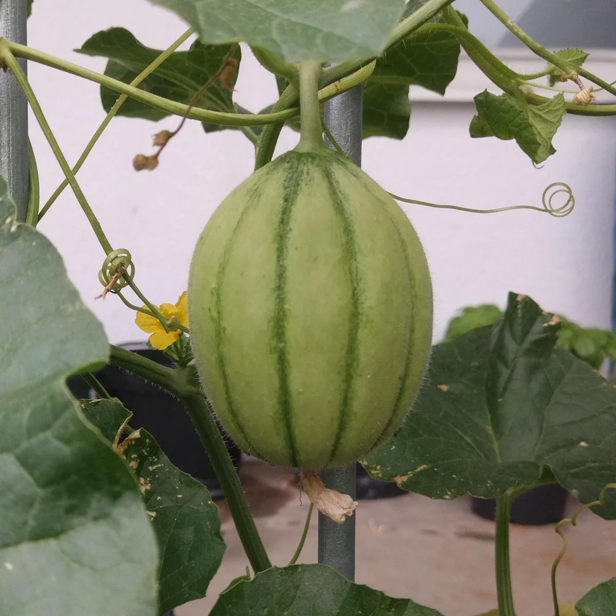 Cantaloupe Zuckermelone 'Charentais' (Cucumis melo) Samen