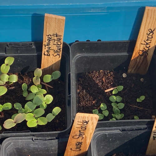 Plántulas de germinación en frío en macetas con etiquetas de madera, como hierba de la plata y malvarrosa