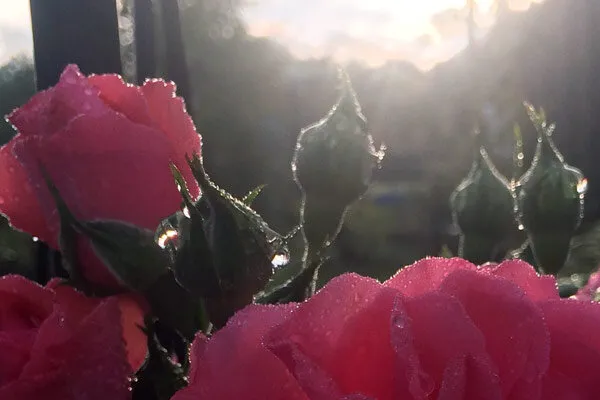 Rosas a contraluz