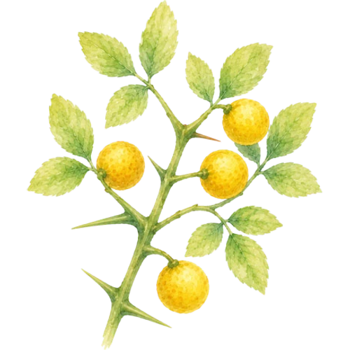 Plantas leñosas exóticas