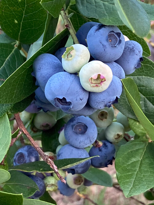 Arándanos azules maduros y bayas claras aún verdes en el arbusto