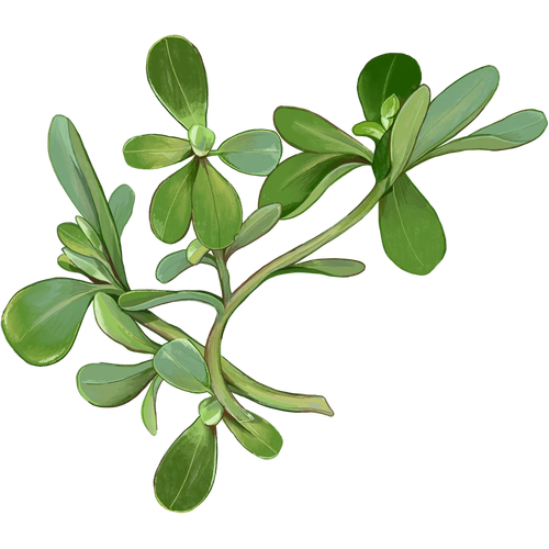 Variedades de verdolaga