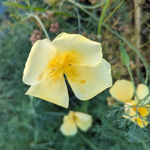 Amapola de California 'Chrome Queen' (Eschscholzia californica) con flores amarillo claro
