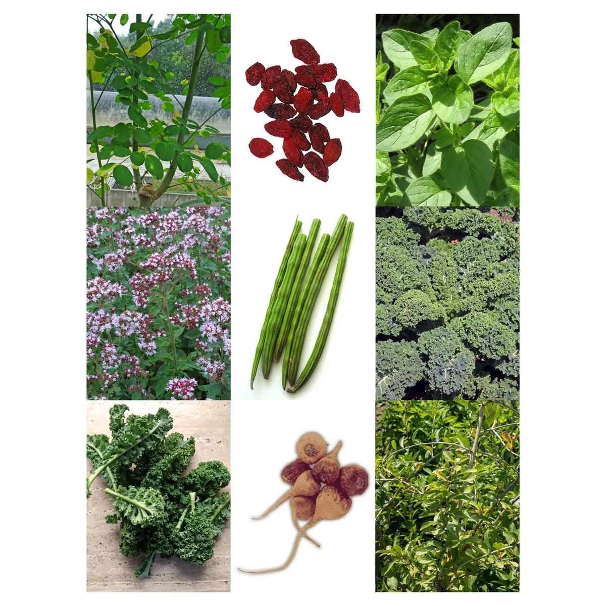 Super Foods - Samenset