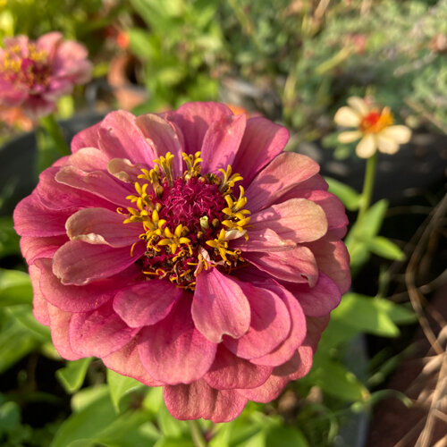Zinnia rosa (Zinnia elegans) en plena floración