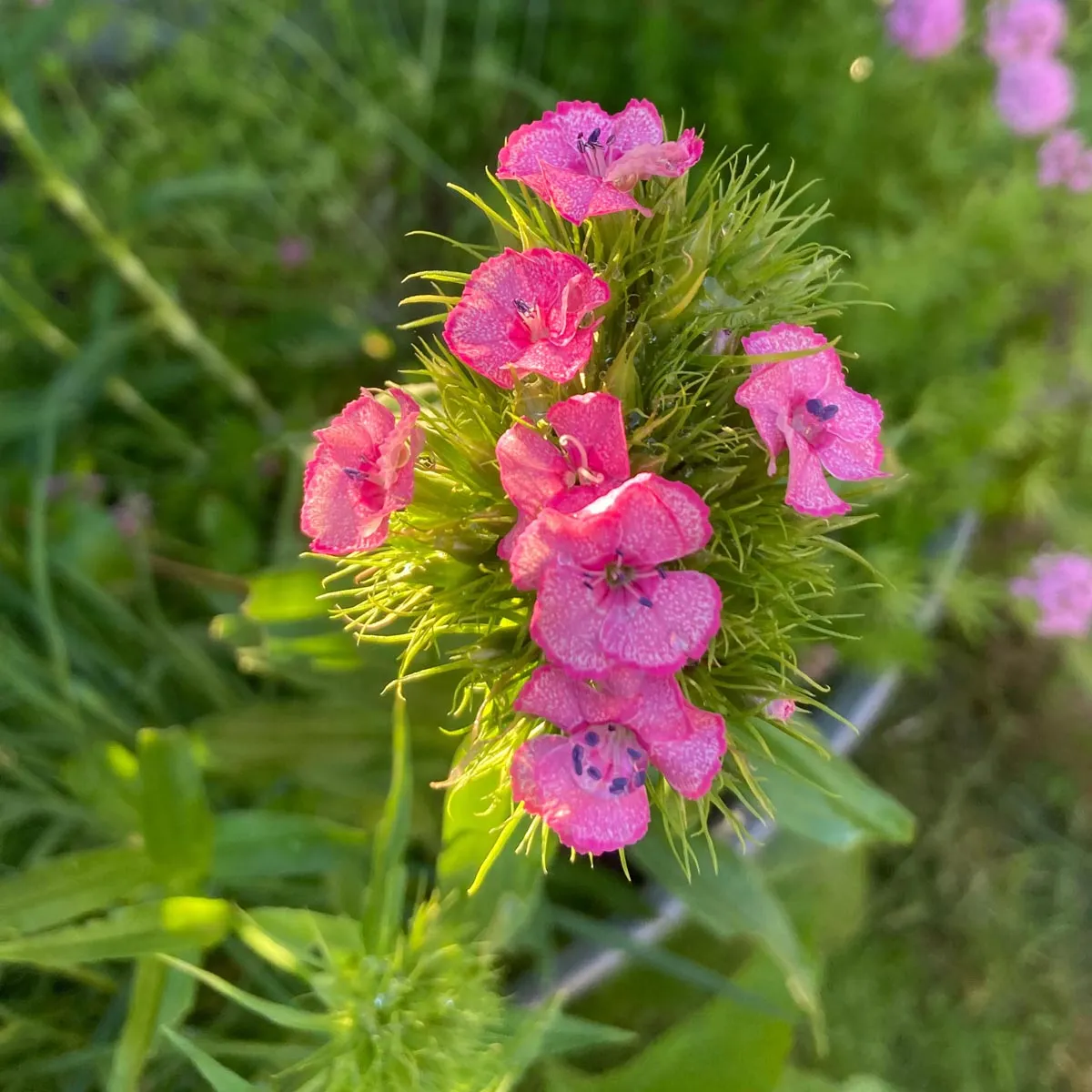 Bartnelke 'Sweet William' (Dianthus barbatus) Samen