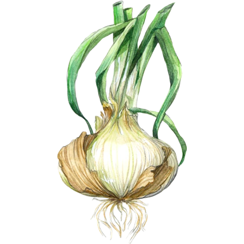 Cebolla
