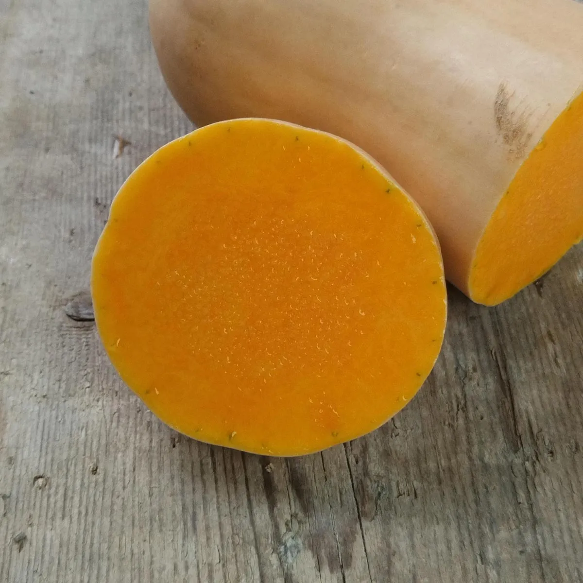 Butternut-Kürbis 'Waltham Butternut' (Cucurbita moschata) Samen