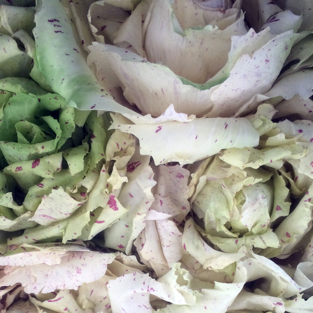 Radicchio 'Variegata di Castelfranco' con hojas verde claro y motas rojas