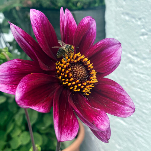 Dalia de flor rojo púrpura con una abeja recogiendo polen